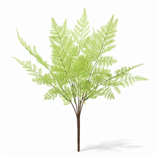 Kapradina zelená 48 cm