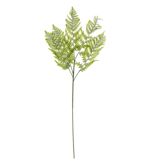 Kapradina zelená 84 cm