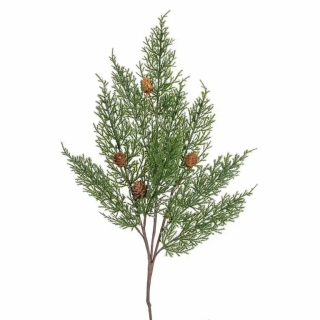 Thuje šišky 50 cm zelená