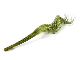 Curly ting 60 cm s perličkou zelená