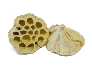 Lotus medium žlutý